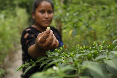 The programme, in partnership with the Ministry of Agriculture, provides seeds and fertilizers, as well as training in agricultural techniques. Photo: UN Women/Ryan Brown